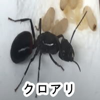 クロアリ駆除は中京白蟻総合害虫研究所におまかせ