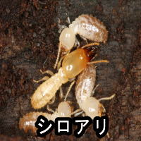 シロアリ駆除は中京白蟻総合害虫研究所におまかせ