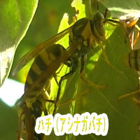 アシナガバチ駆除は中京白蟻総合害虫研究所におまかせ
