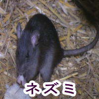 ネズミ対策は中京白蟻総合害虫研究所におまかせ